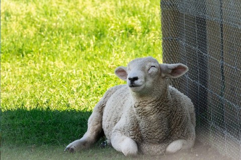 每週聖言　甲年 常年期第二主日