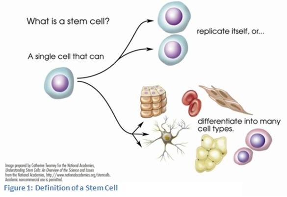 stem cell