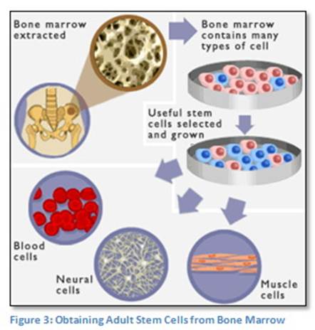 obtaining-adult-stem-cells